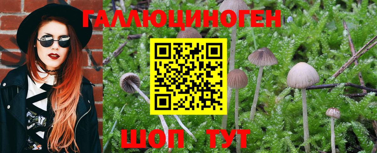 Ульяновск  где продают наркотики  Вход с VPN  Псилоцибиновые грибы Magic Shrooms 